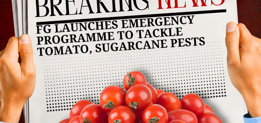 FG launches emergency programme to tackle tomato, sugarcane pests