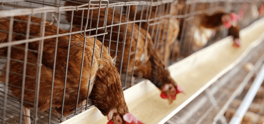 Livestock-Feeds-poultry-farm-1