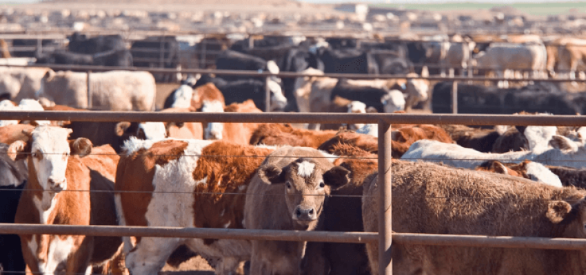 Livestock-farmers-700x375