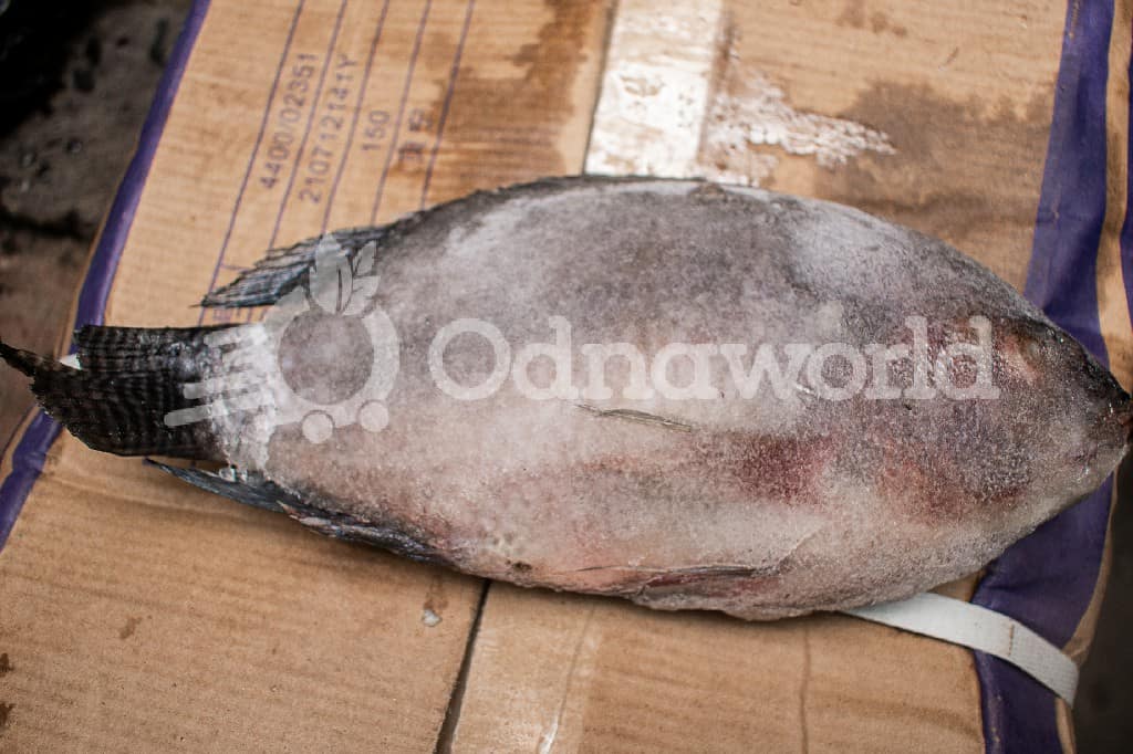 Carton of Frozen Tilapia fish- 10kg