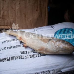 Carton of Croaker fish- 20kg