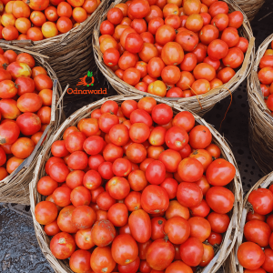 Medium basket of tomatoes