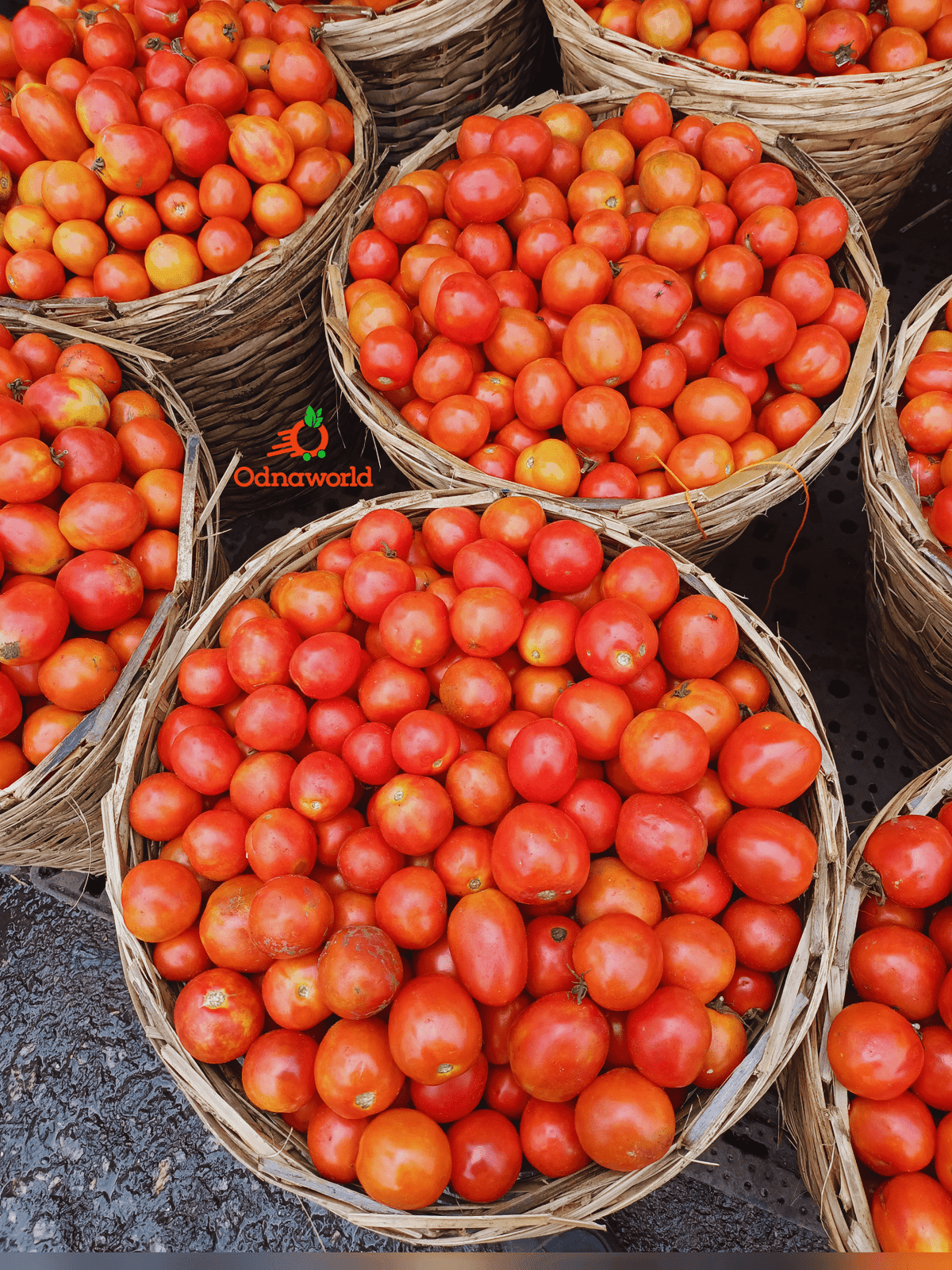 Medium basket of tomatoes