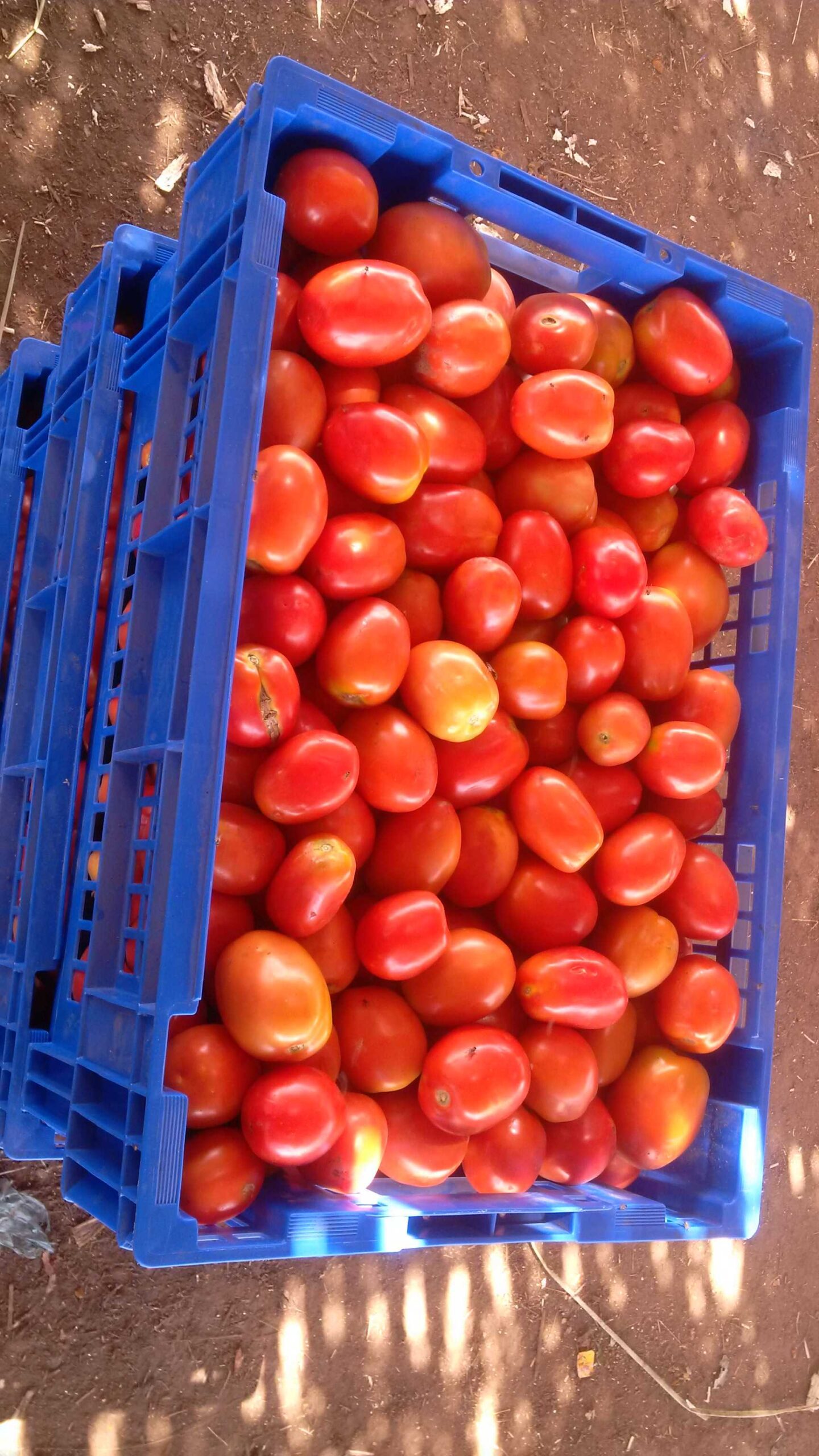 Crate of Tomatoes