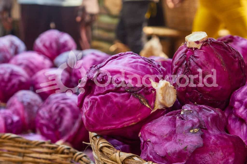 Purple Cabbage-per one