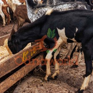 Goat Big Size- Weights 25-30kg after dissecting