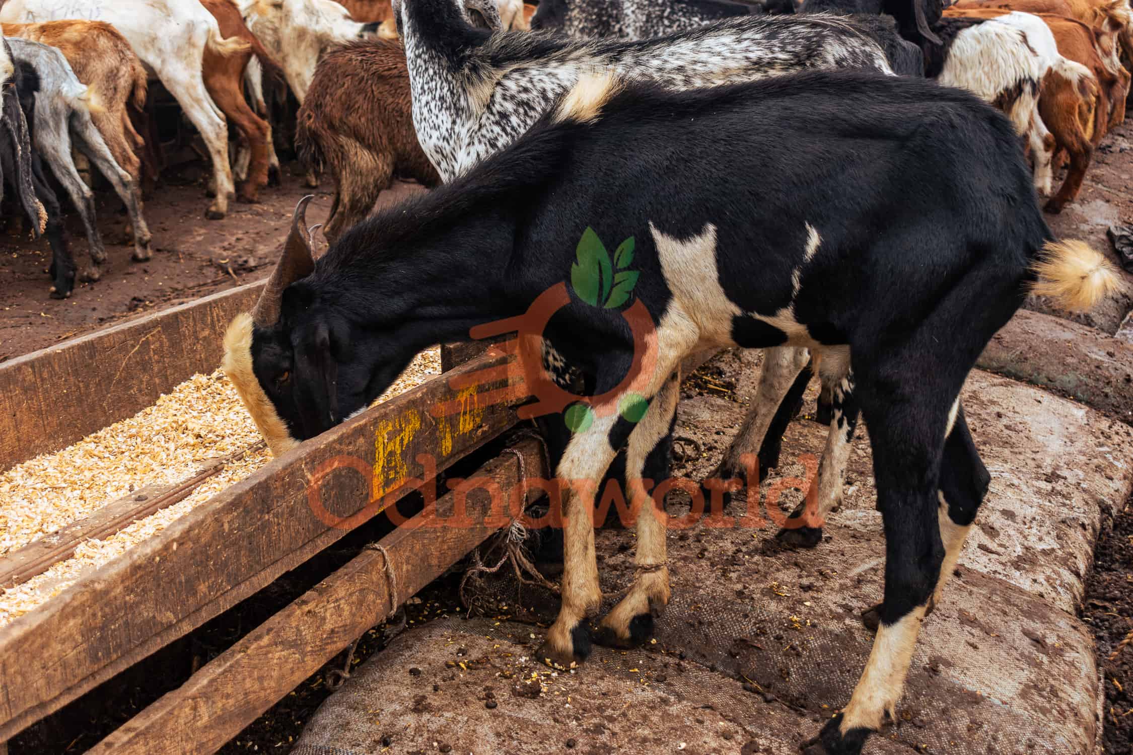 Goat Big Size- Weights 25-30kg after dissecting