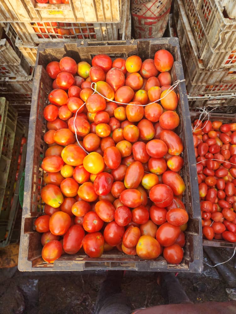 Crate of Tomatoes - Image 2