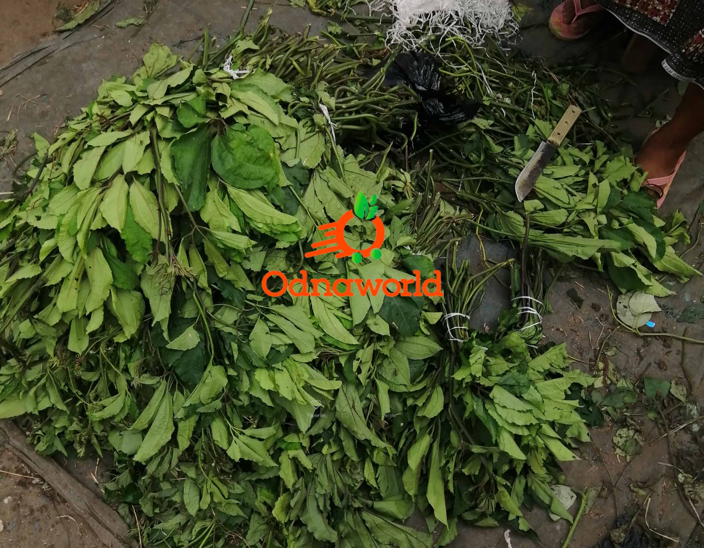Ugwu/Pumpkin leaf Big bunch