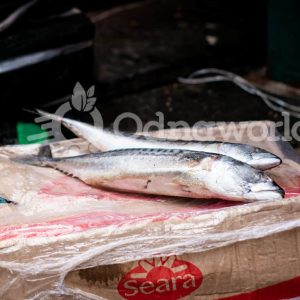 Frozen Titus Fish (Quarter)-5kg