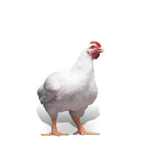 Live Chicken Broiler- 23weeks old