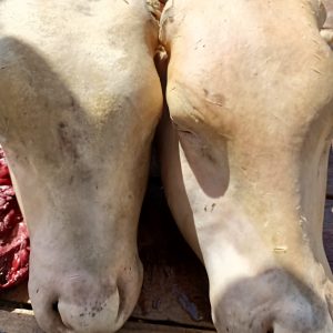 Cow Head