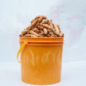 Tumeric- 1Paint