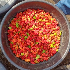 Rodo Half Big Bowl