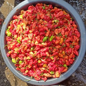 Rodo Big Bowl