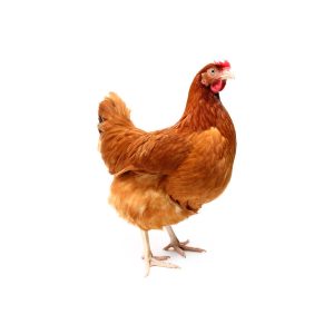Live Chicken- Old Layers