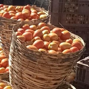 Basket of UTC Jos Tomatoes