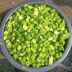 Green Rodo - Bowl