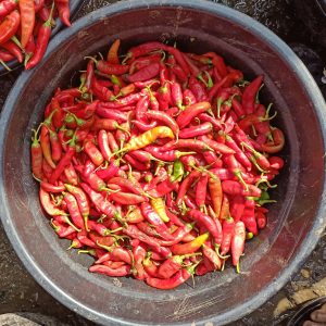 Cayenne/Shombo/Bawa Pepper- Half Bowl
