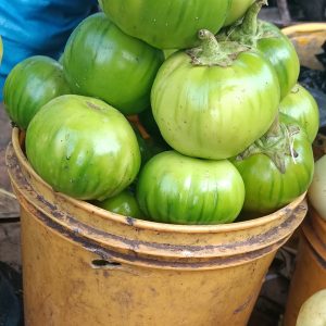 Garden Egg/Green -1paint