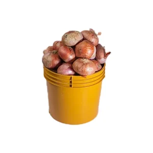 Dry Onions- 1 paint