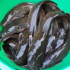 Fresh Catfish - 1 pieces (Medium size)