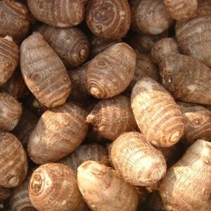Cocoyam - 1panit