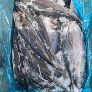 Kote Fish Carton 20kg