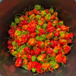 Habanero Pepper-1kg