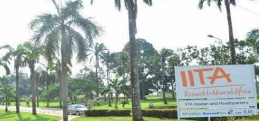 IITA-e1602855700916
